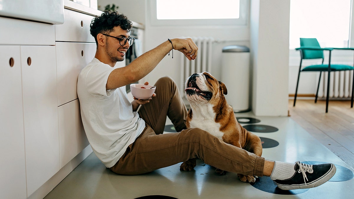 A man sitting on the floor feeds a snack to a bulldog.
