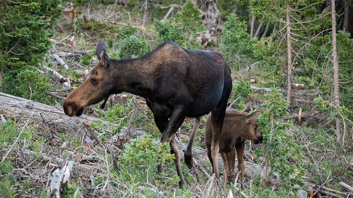Mother and baby moose eat close together in Colorado.