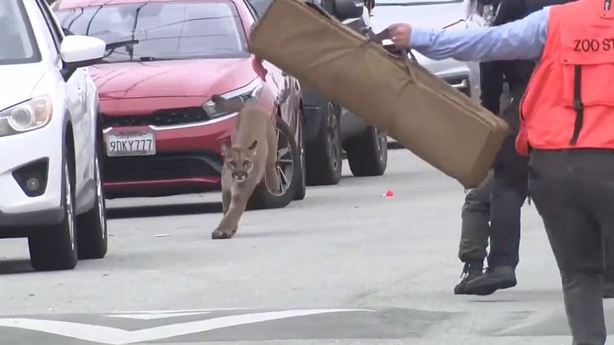 Mountain lion runs from officials