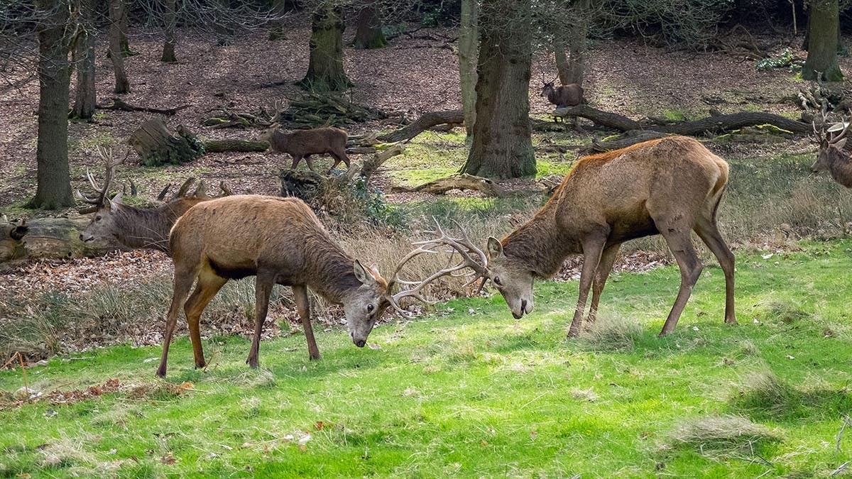 Two red deer stags lock antlers in a woodland clearing while other deer graze nearby.