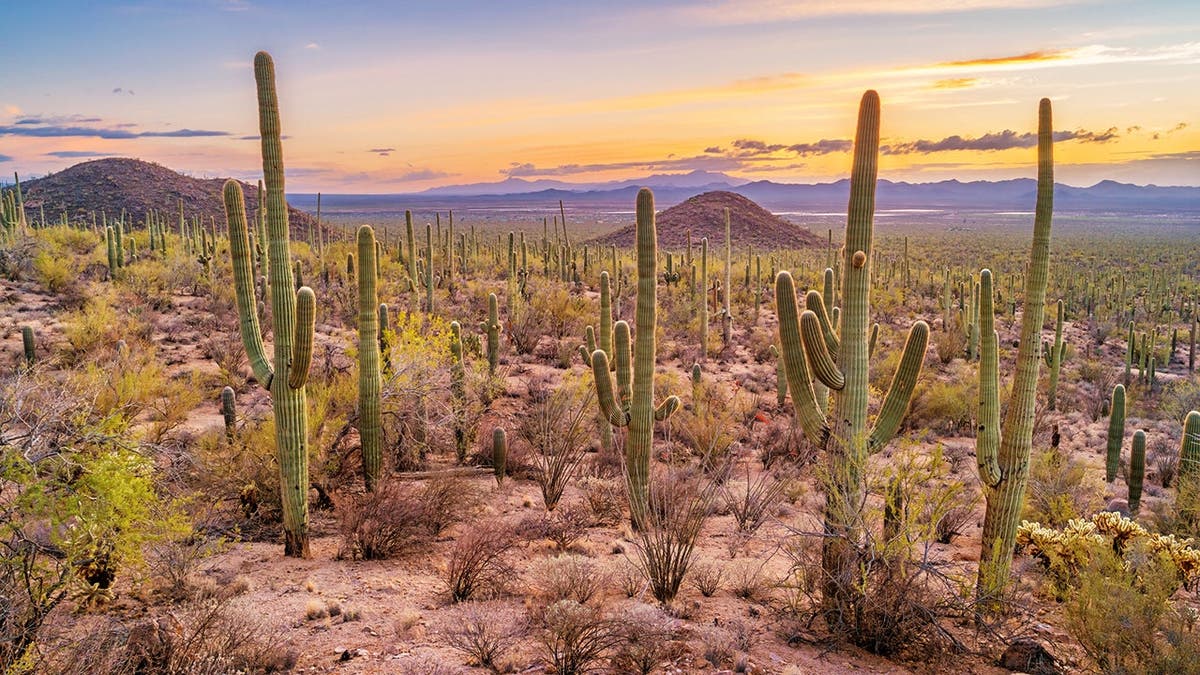 Saguaro cacti stand in a forest at sunset in Saguaro National Park, Arizona.