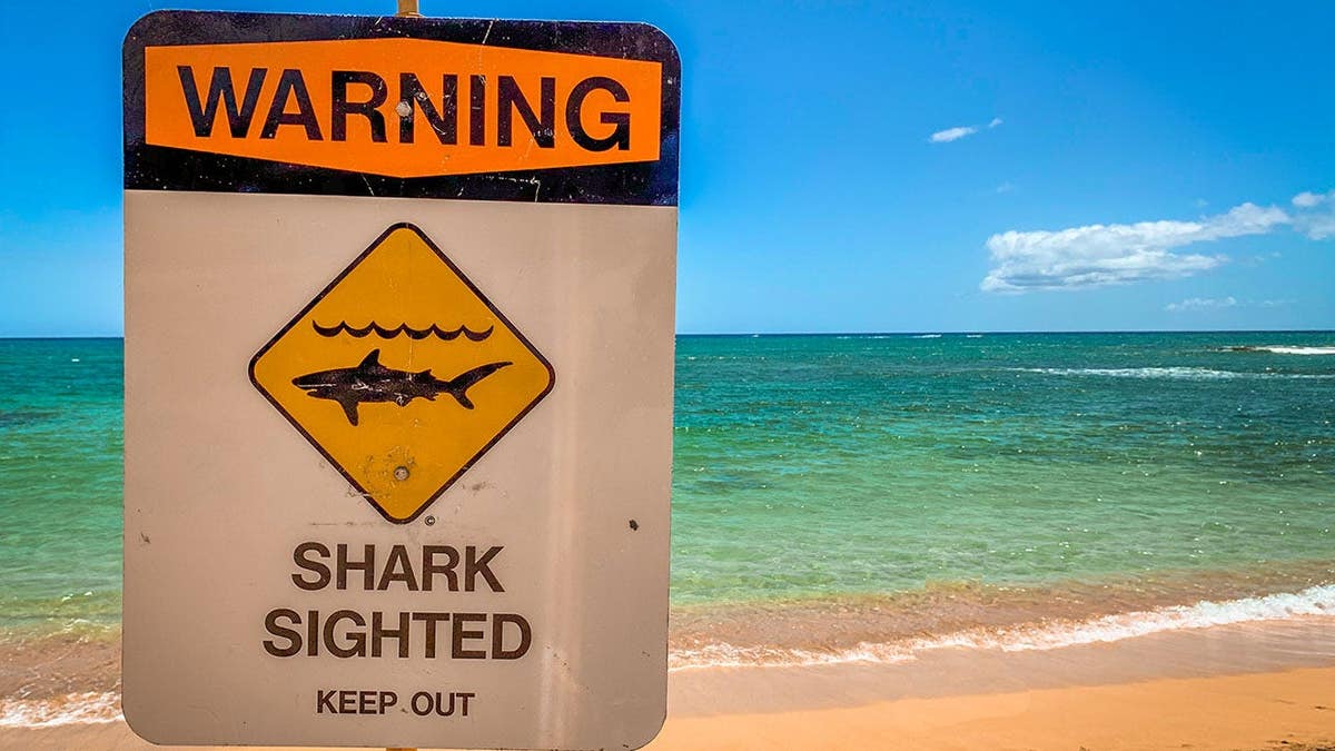 Warning sign for shark sighting stands on beach in Oahu, Hawaii, with clear blue water behind it.