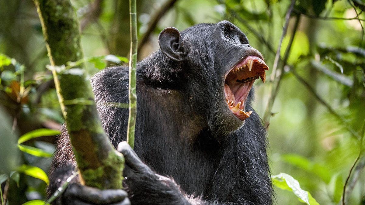 Chimpanzee shouts in a rain forest.