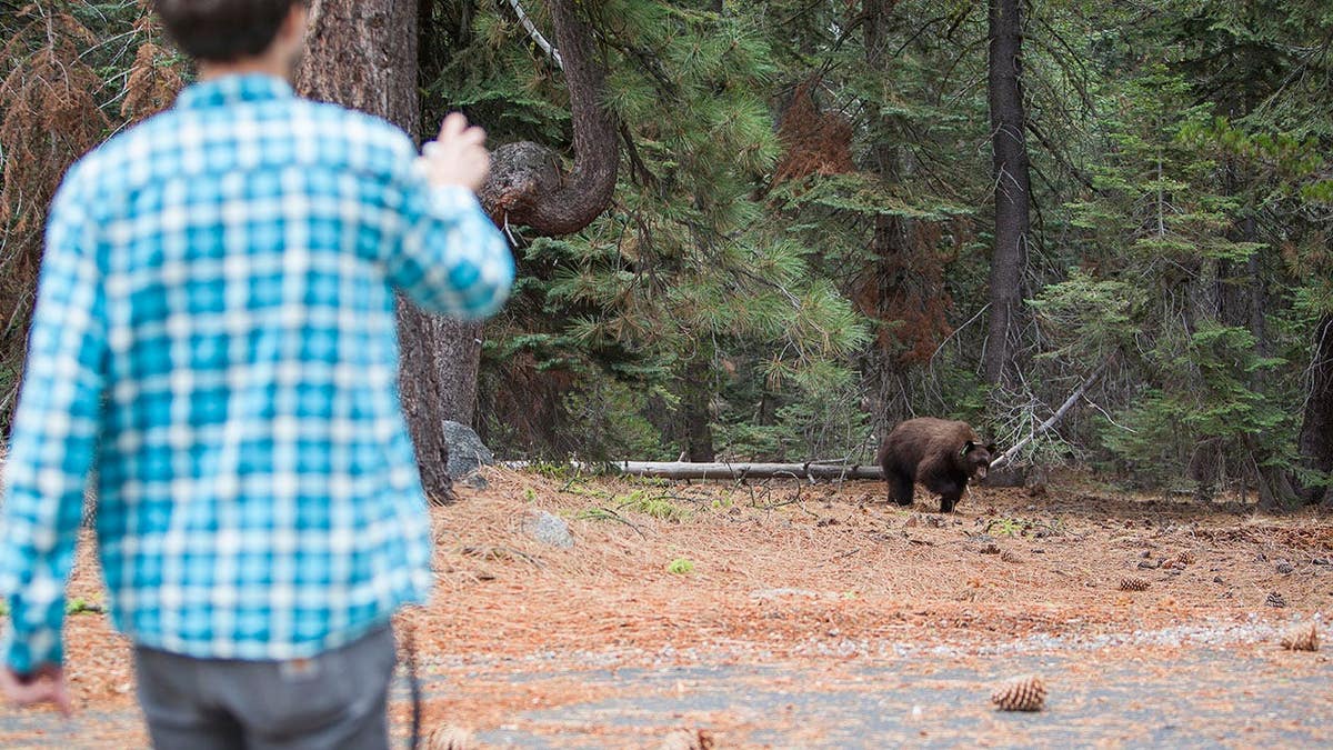 A 27-year-old man films a young black bear in a forest at Yosemite National Park.