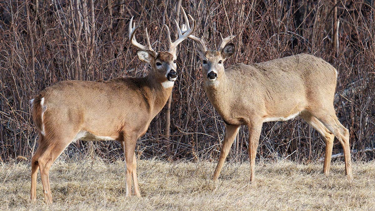 White-tailed bucks stand near a wooded area.