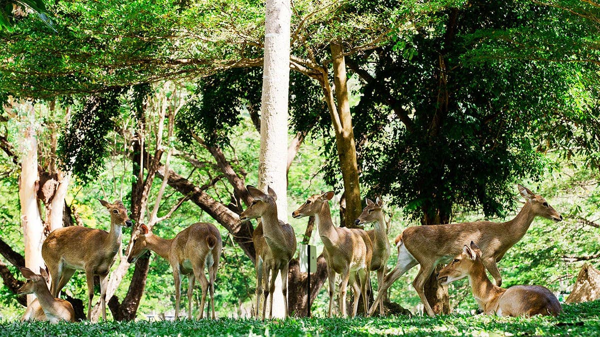 Whitetail deer bucks in summer velvet stand in a wooded opening.