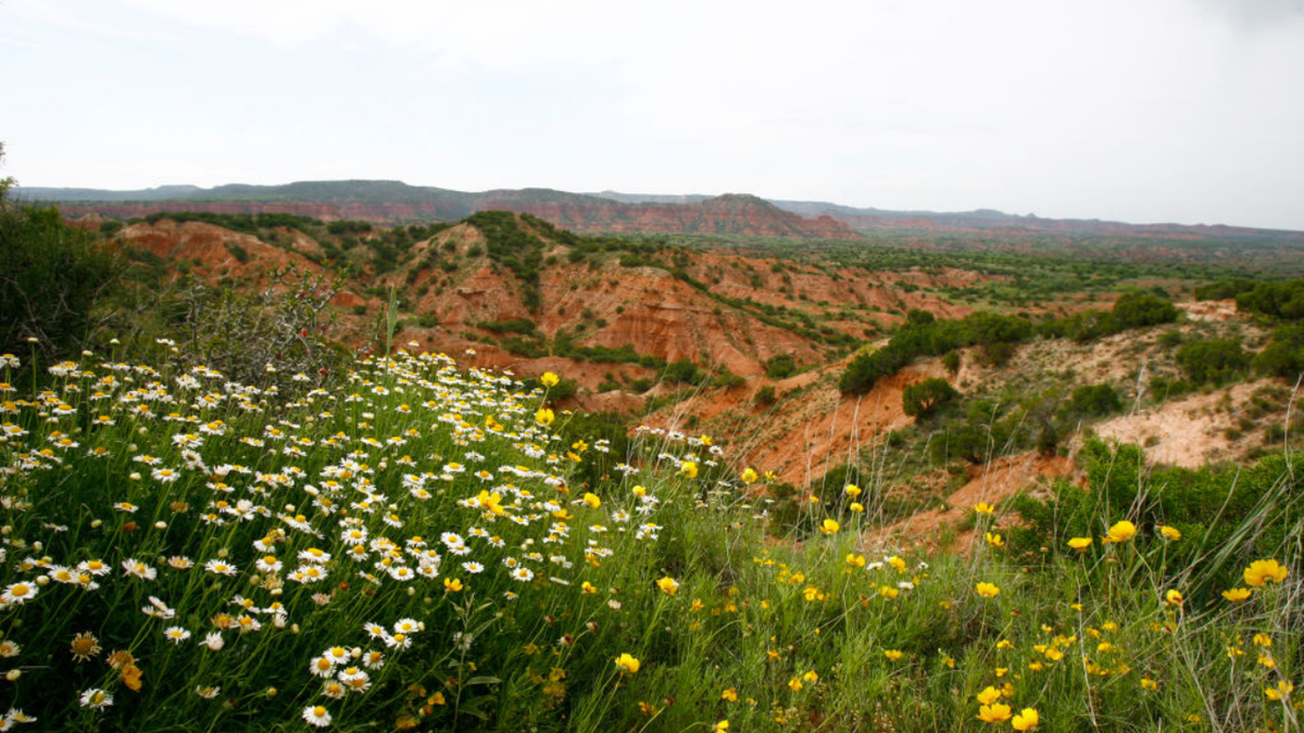 Wildflowers bloom in vibrant colors across Caprock Canyons State Park.