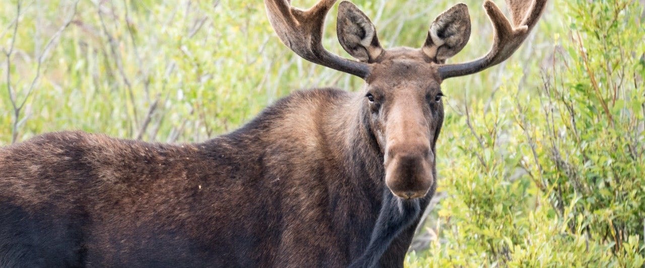 Mama moose barrels into Montana backyard and gets blasted with spray - Fox News