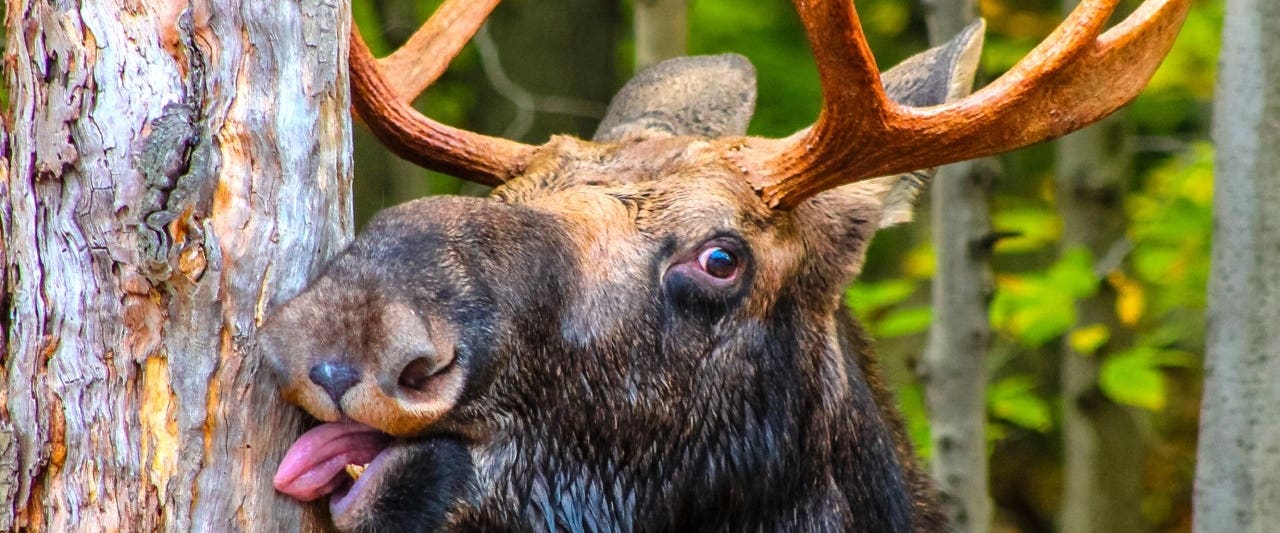 Dramatic body camera footage captures hero cop rescuing trapped moose - Fox News