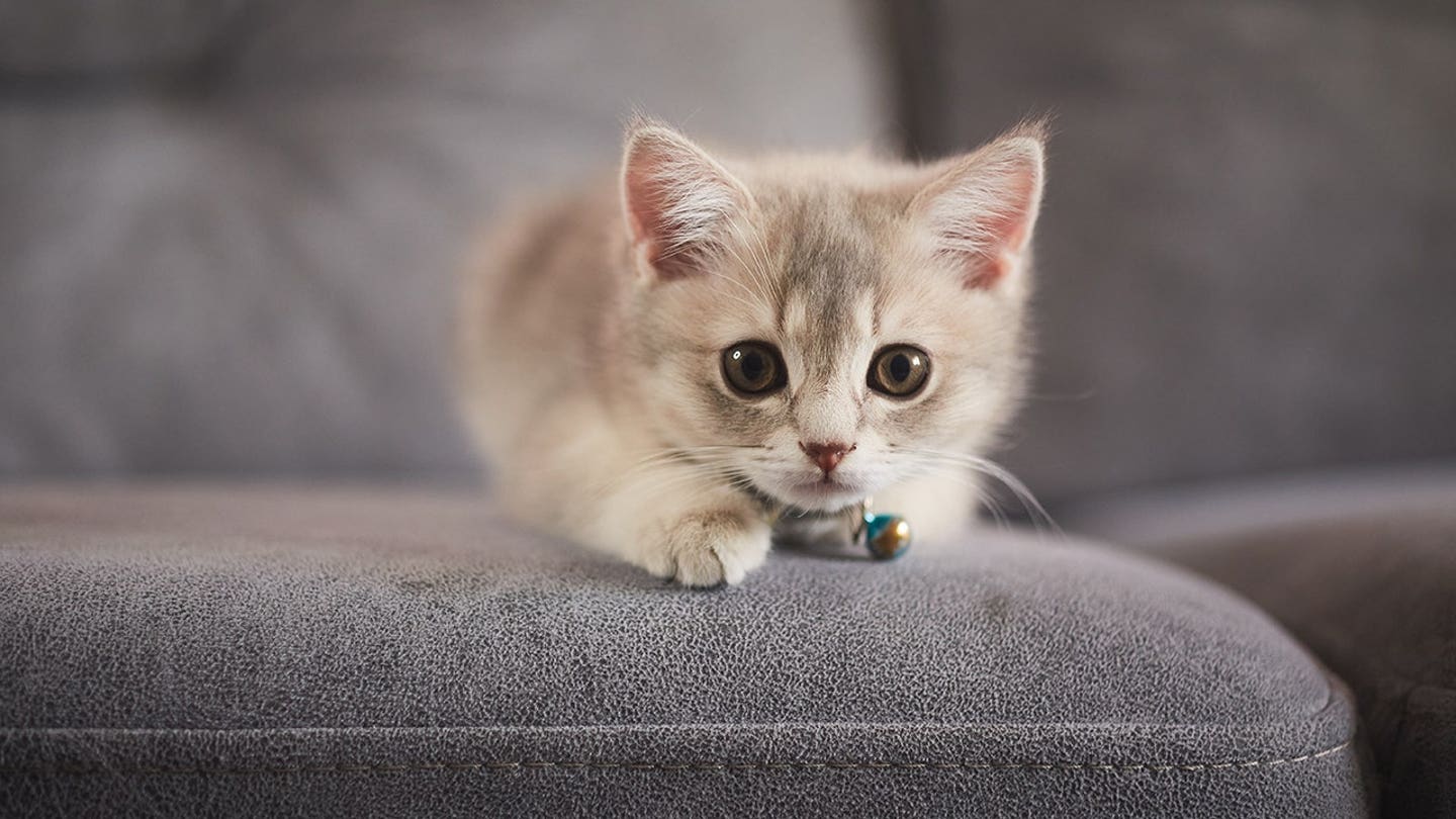 Το NYC kitten rescue υπερασπίζεται την πολιτική υιοθεσίας «NO F—ING MAGA» καθώς η PETA ζητά την κατάργησή της
