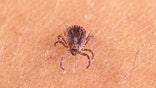 Asian longhorned tick
