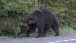 Black bear stands on a highway.
