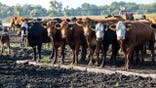 Beef cows stand lined up on a farm.