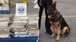 CBP Canine