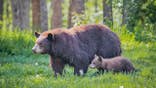 Female brown bear and cub walk through forest.