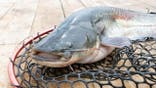 Catfish rests in a landing net on a wooden fishing deck.