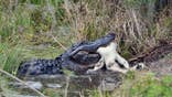 A large alligator eats another alligator in Florida.