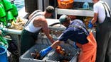 Lobster fishermen separate fresh caught lobsters into bins in Vinalhaven, Maine.
