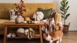Blankets, cookware and lighting are all less than $50 at Amazon, Wayfair and Michael's.