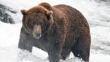 large Alaskan brown bear stands in rushing river