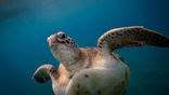 Sercan Demirkaya swims alongside a sea turtle named Mahmut in Antalya waters.