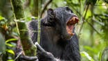 Chimpanzee shouts in a rain forest.