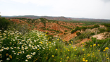 Wildflowers bloom in vibrant colors across Caprock Canyons State Park.