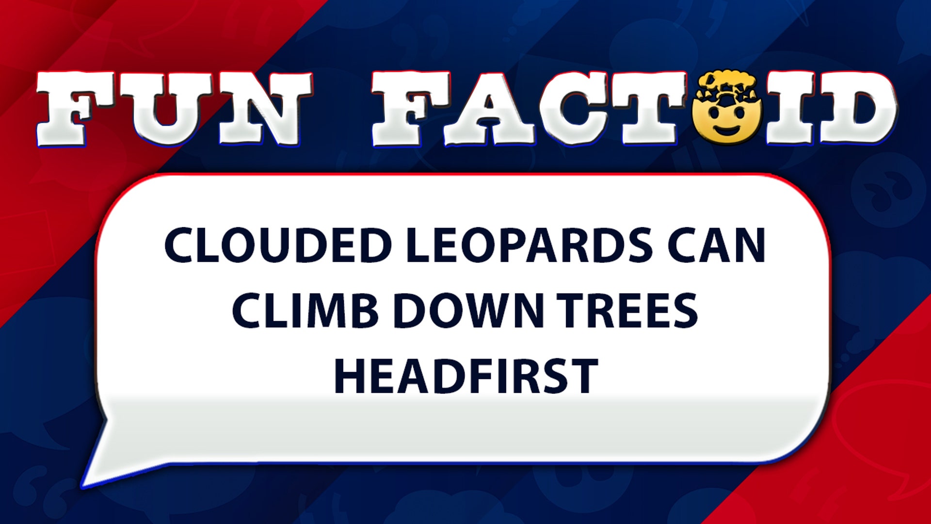 Clouded leopards can climb down trees headfirst