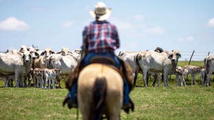 Republican lawmakers warn President Donald Trump that his foreign beef import order is hurting loyal cattle ranchers ahead of the midterm elections.