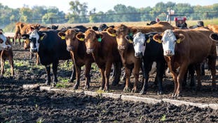 Ground beef hit a record $6.92 per pound as the U.S. cattle herd falls to a 75-year low, and Trump signed executive orders targeting beef industry reform.
