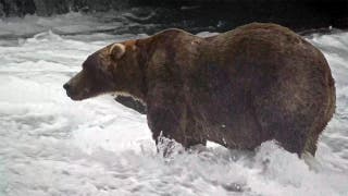 El campeón de la gordura: Backpack se corona como el campeón de la Semana del Oso Gordo 2026 en el Parque Nacional Katmai.