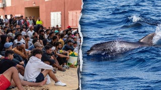 Migrants spark outrage after video shows baby dolphin beaten during beach celebration