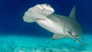 Rare albino hammerhead shark captured on video off Wrightsville Beach, North Carolina