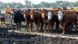 Cut the bull: The real reason beef costs so much — and what Trump is trying to do