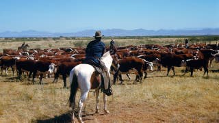 Trump’s beef import scheme wreaks havoc on fed-up red state cattle ranchers