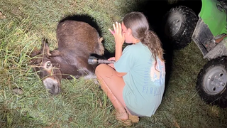 Georgia cop kills beloved pet donkey in his own pasture as heartbroken owner demands justice: 'We miss him'
