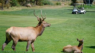 Bull elk in Colorado nicknamed 'Smash' is chasing off trucks and golf carts