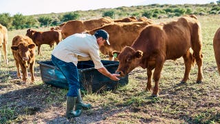 America's beef supply shrinks as cattle farmer warns 'the numbers are just not here anymore'