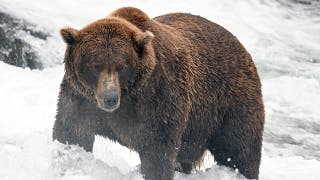 Ya está listo el cuadro de la «Fat Bear Week»: conoce a los grandes favoritos, a los outsiders y al campeón vigente del torneo de este año