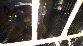 Largest operation of its kind uncovers horrific scene at California shelter - Fox News