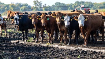 Cut the bull: The real reason beef costs so much — and what Trump is trying to do - Fox News