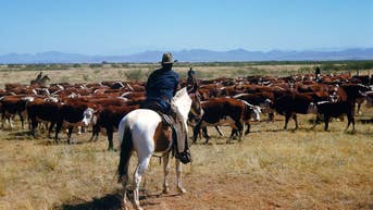 Trump’s pre-midterm beef bargain has American rural ranchers calling the deal bull - Fox News