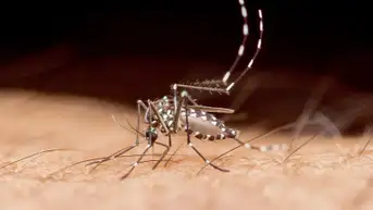 Tropical disease spread by mosquitoes claims first recorded death in popular US state - Fox News