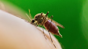Deadly mosquito-borne virus claims first life in major US city as cases spread - Fox News