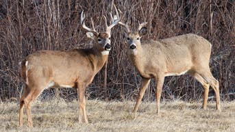 Viral clip shows wire-tangled whitetail deer carrying a very strange trophy - Fox News