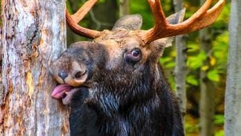 Idaho deputy rescues juvenile moose tangled in wire in heartwarming video now going viral