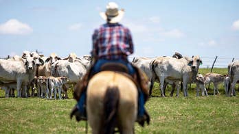 ‘Why would he do this to us?’: Trump's foreign beef push is hurting his base, Republicans warn