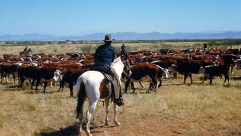 Trump’s beef import scheme wreaks havoc on fed-up red state cattle ranchers