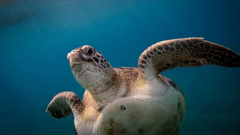 Ukrainian influencers filmed themselves sitting on top of sea turtle while it tries to lay eggs