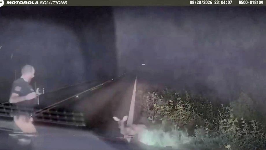 Texas sheriff shares deputy's reaction after 'dead' deer sprang 'back to life'